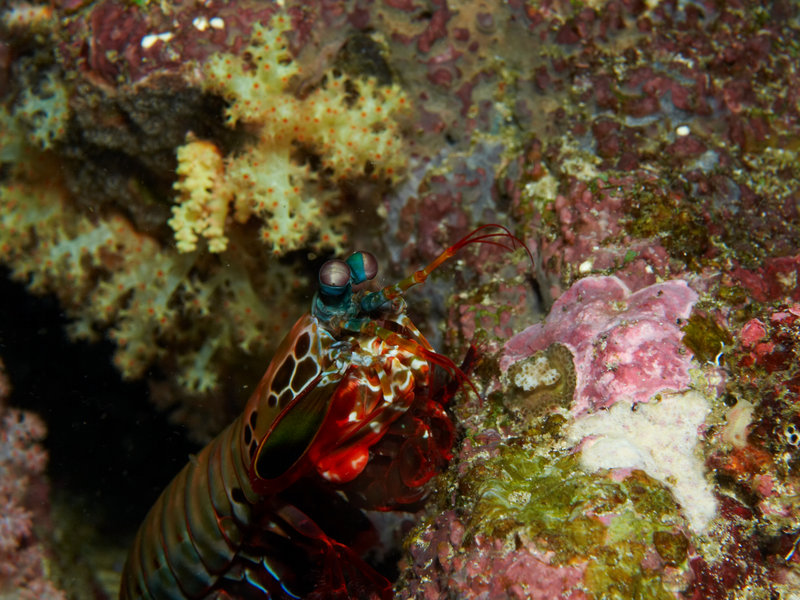 Mantis Shrimp